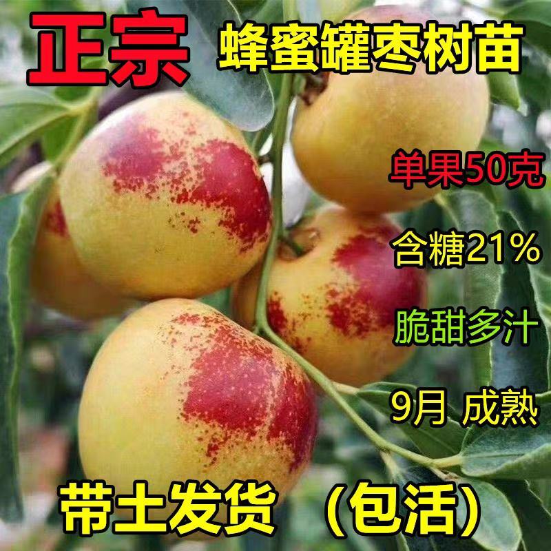 枣树苗新品种盆栽地栽潘枣/磨盘枣/葫芦枣/包成活包对版
