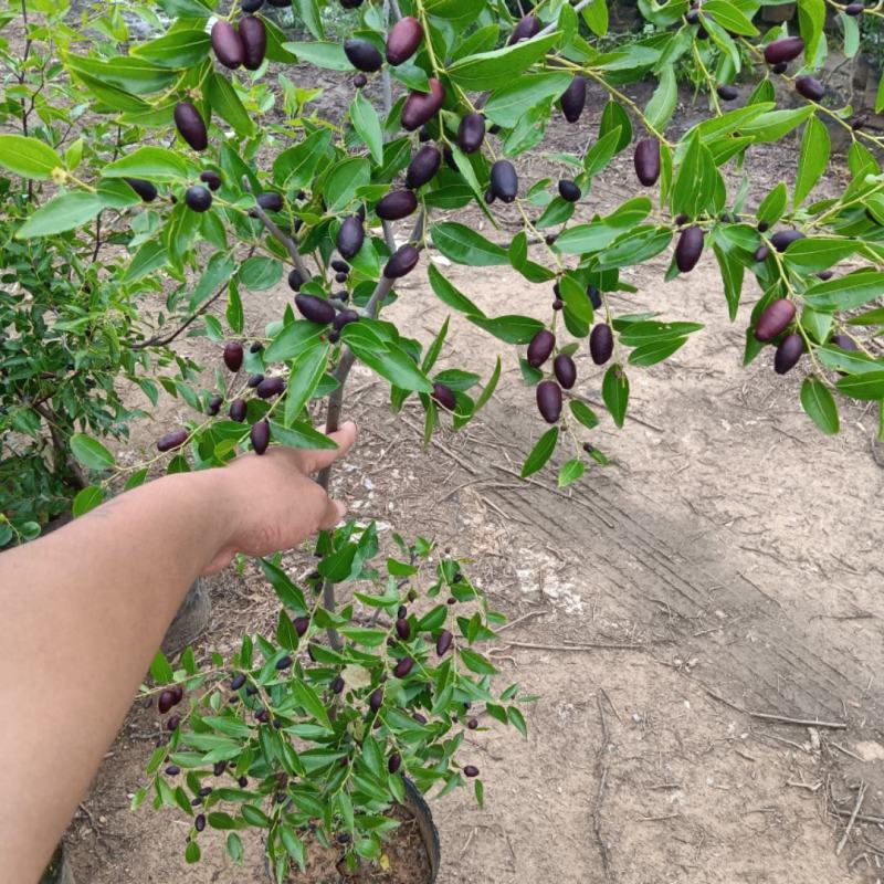 枣树苗新品种盆栽地栽潘枣/磨盘枣/葫芦枣/包成活包对版