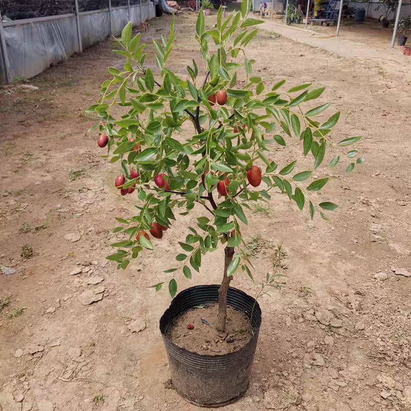 枣树苗新品种盆栽地栽潘枣/磨盘枣/葫芦枣/包成活包对版