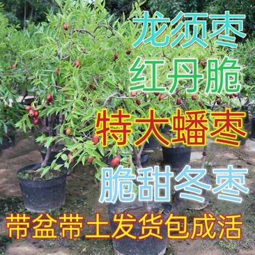 枣树苗新品种盆栽地栽潘枣/磨盘枣/葫芦枣/包成活包对版