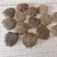 木鳖子永发药材大全木鳖子