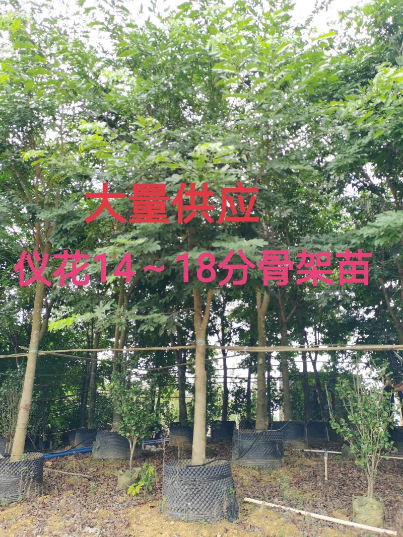 仪花7~25分大量供应中