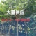 仪花7~25分大量供应中