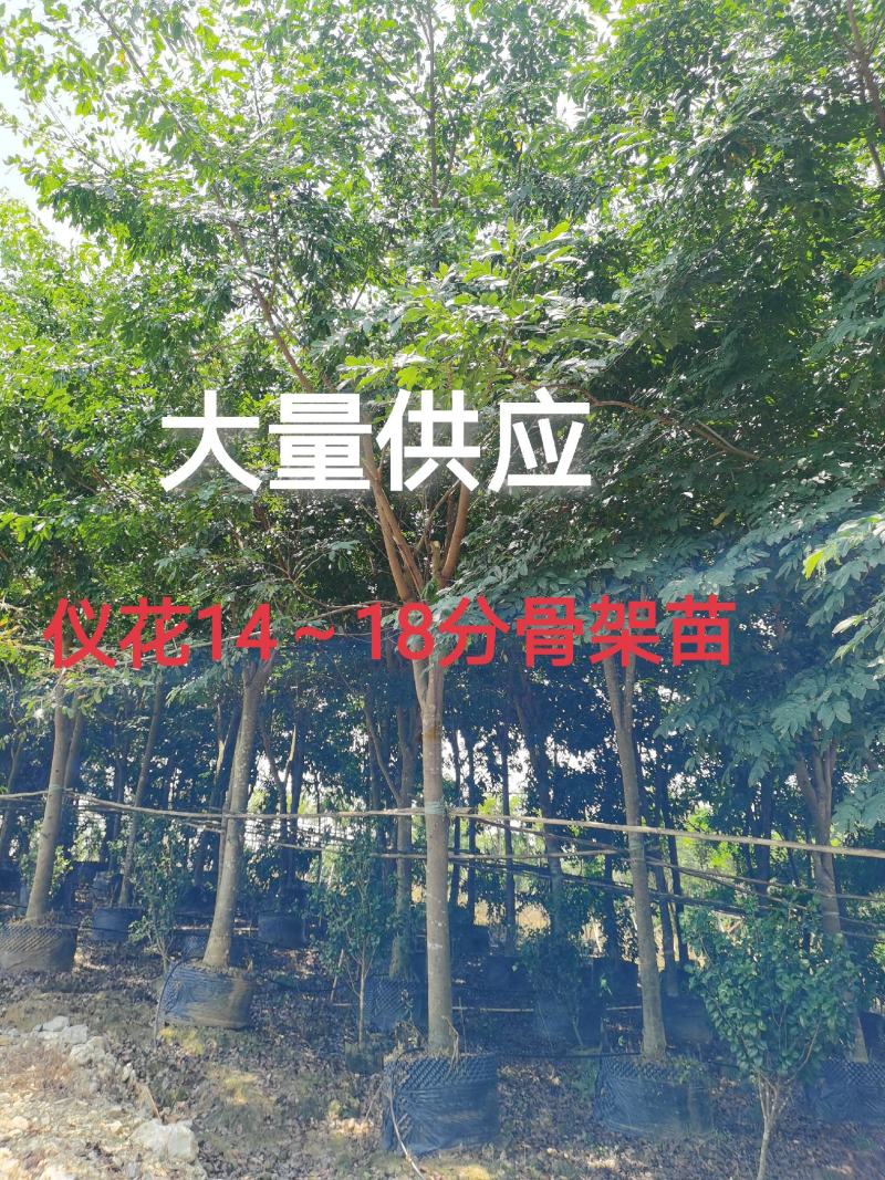 仪花7~25分大量供应中
