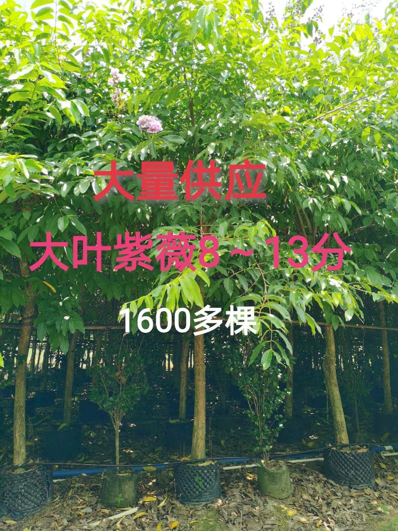 大叶紫薇8～13分大量供应中