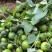 重庆枳实枳壳