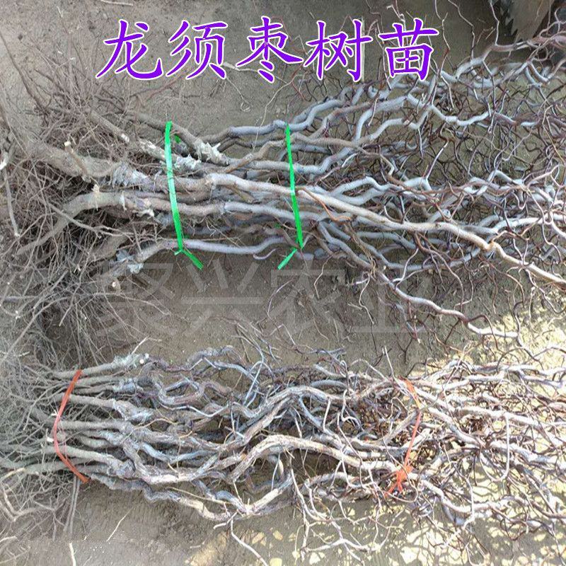 枣树苗新品种龙须枣/红丹脆/脆甜大冬枣/胎里红/包成活