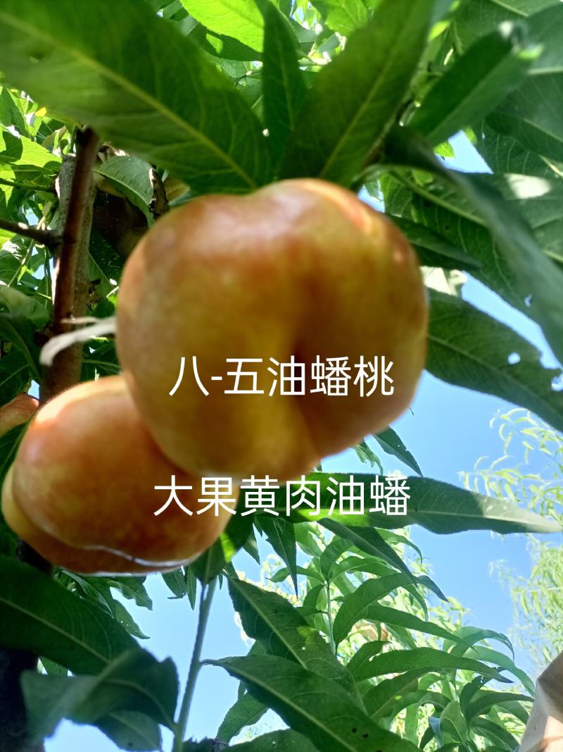 油蟠8-5，7月下油蟠桃苗300-450克黄肉浓甜毛桃苗