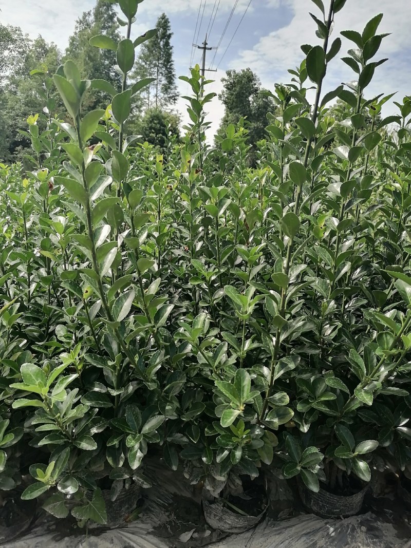 16杯万年青大杯，万年青批发基地，万年青工程苗子