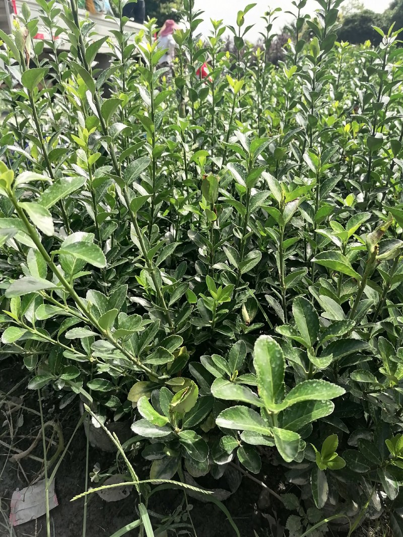 16杯万年青大杯，万年青批发基地，万年青工程苗子