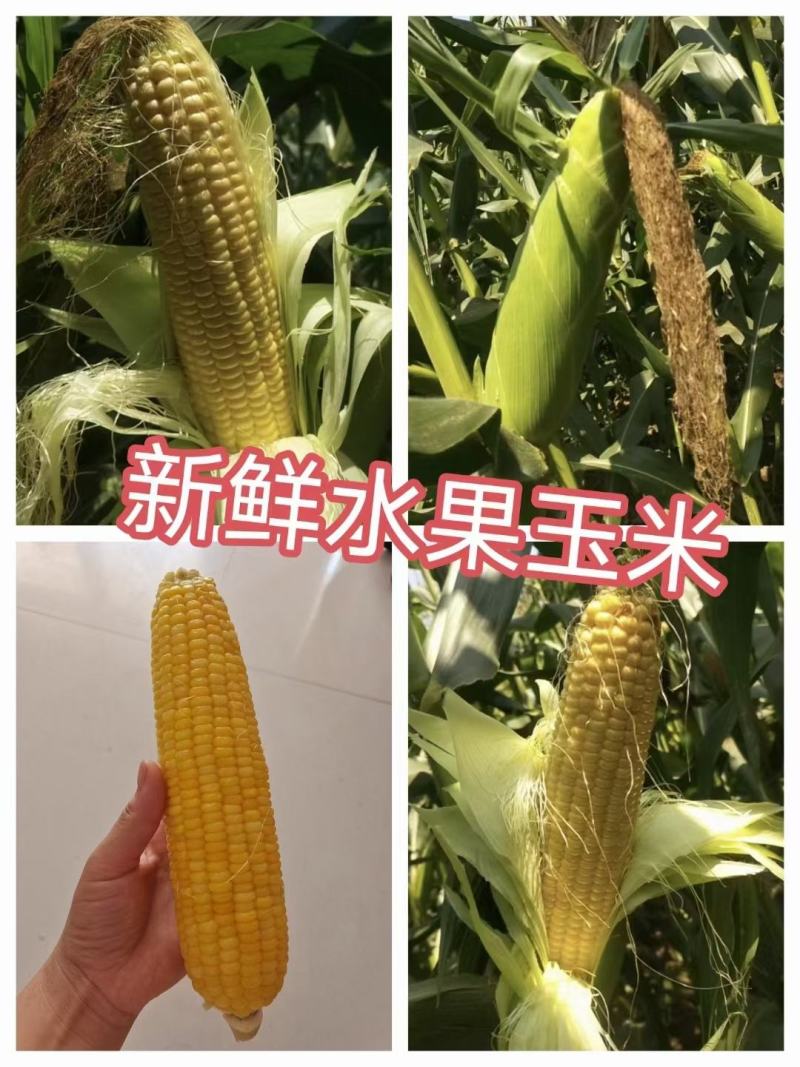 泰系太阳花6号，果型美丽，籽粒饱满，无病虫害！