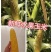 泰系太阳花6号，果型美丽，籽粒饱满，无病虫害！