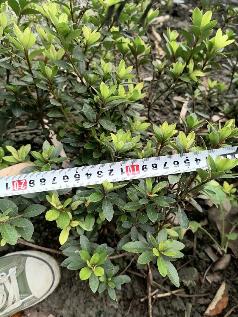 夏鹃笼子批发，夏鹃地苗基地，夏鹃工程苗子，夏鹃价格