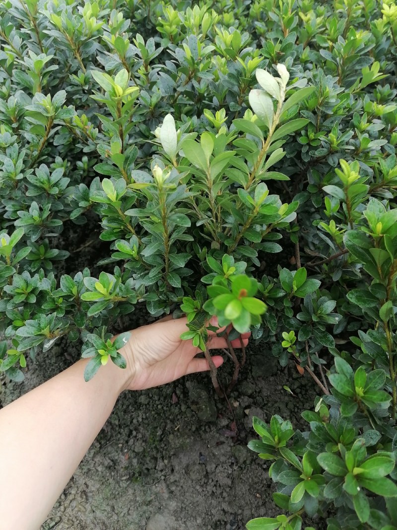 夏鹃笼子批发，夏鹃地苗基地，夏鹃工程苗子，夏鹃价格