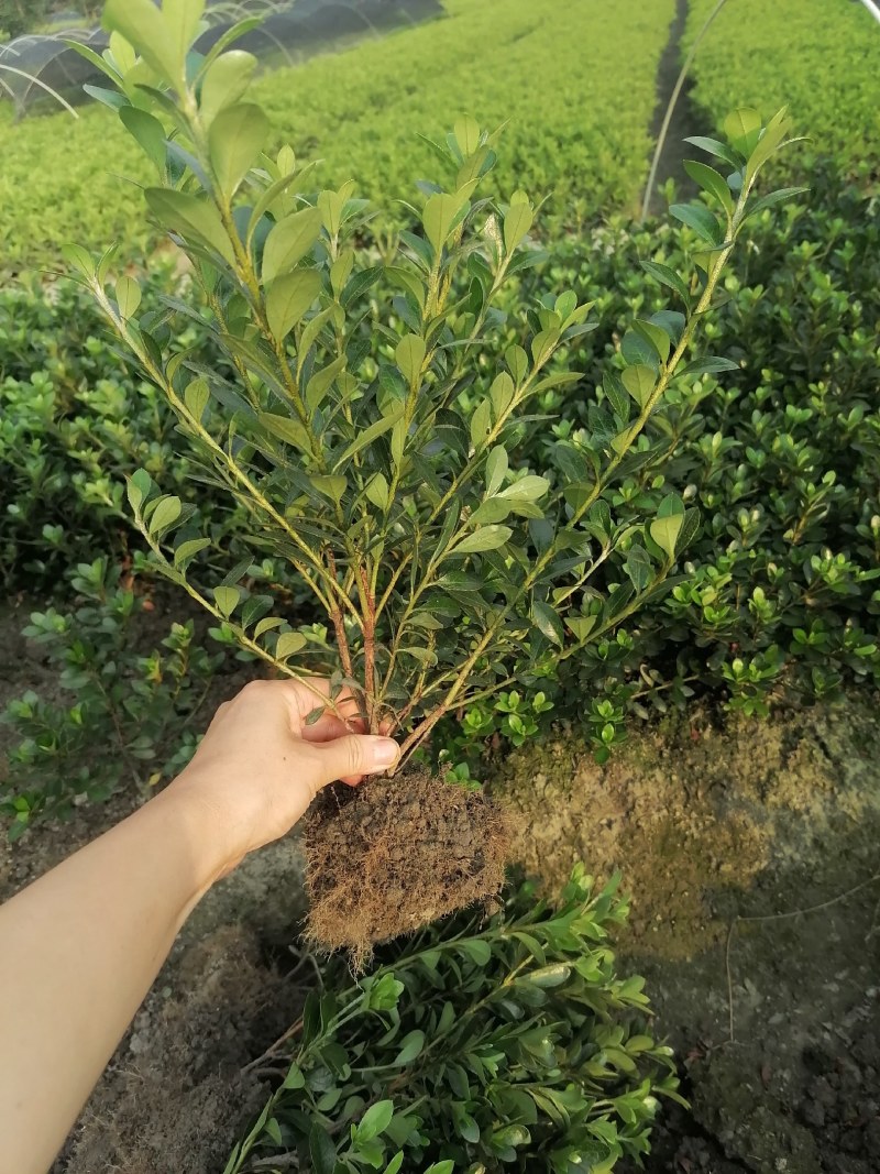 夏鹃笼子批发，夏鹃地苗基地，夏鹃工程苗子，夏鹃价格