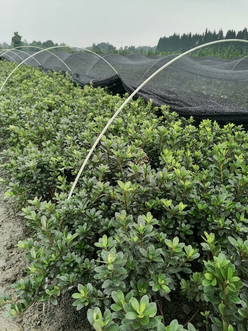 夏鹃笼子批发，夏鹃地苗基地，夏鹃工程苗子，夏鹃价格