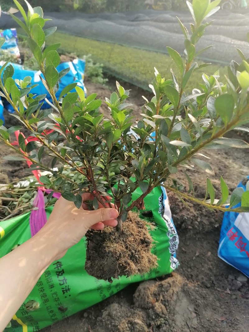 夏鹃笼子批发，夏鹃地苗基地，夏鹃工程苗子，夏鹃价格