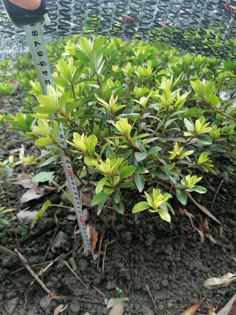 夏鹃笼子批发，夏鹃地苗基地，夏鹃工程苗子，夏鹃价格