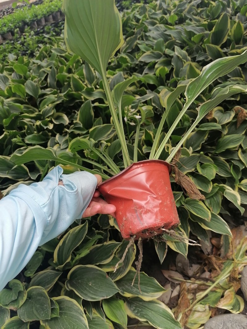 金边玉簪基地，玉簪批发，金边玉簪价格，金边玉簪工程苗