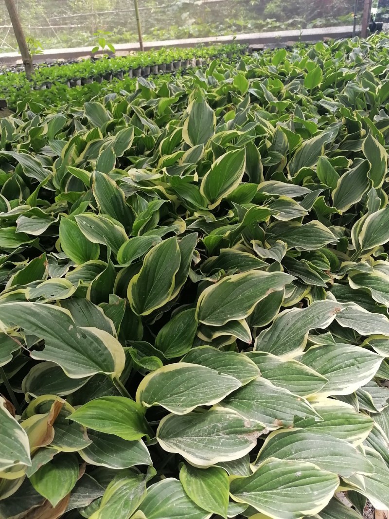 金边玉簪基地，玉簪批发，金边玉簪价格，金边玉簪工程苗