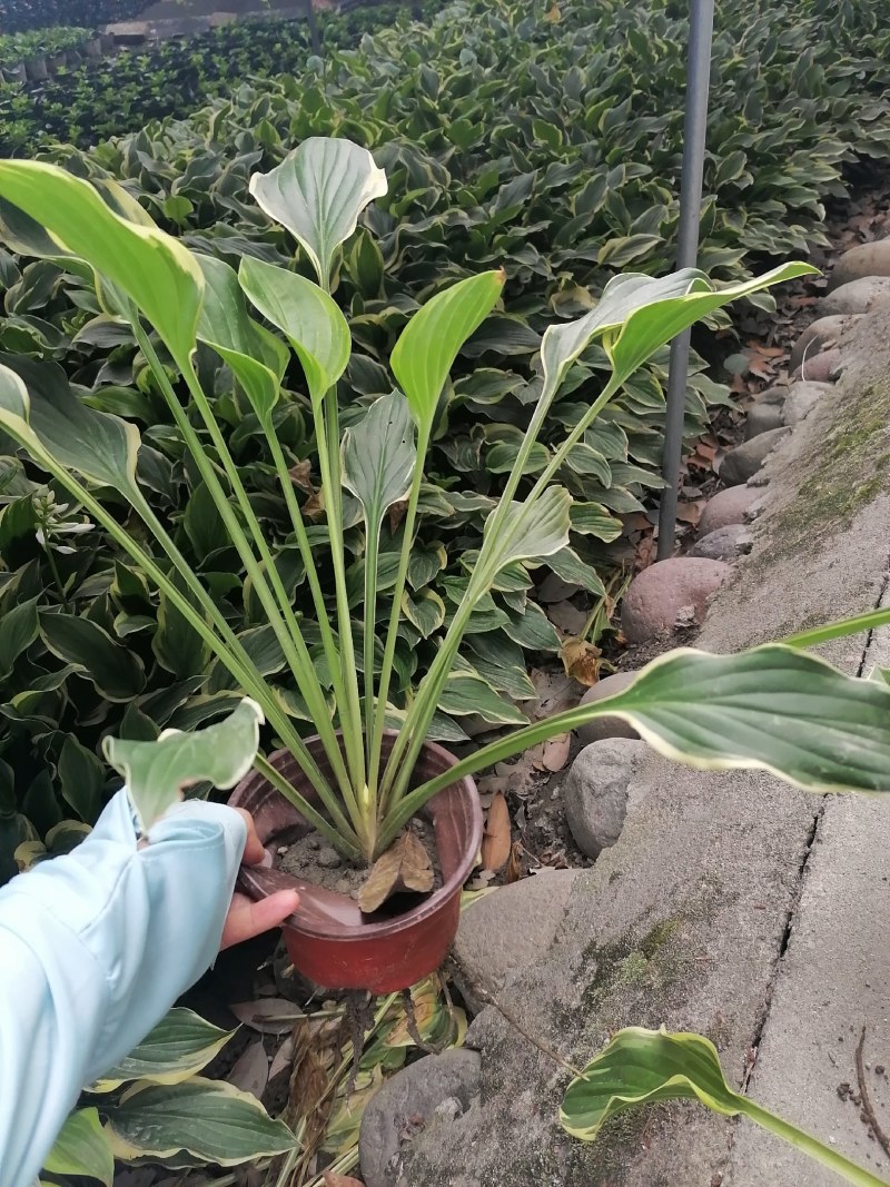 金边玉簪基地，玉簪批发，金边玉簪价格，金边玉簪工程苗