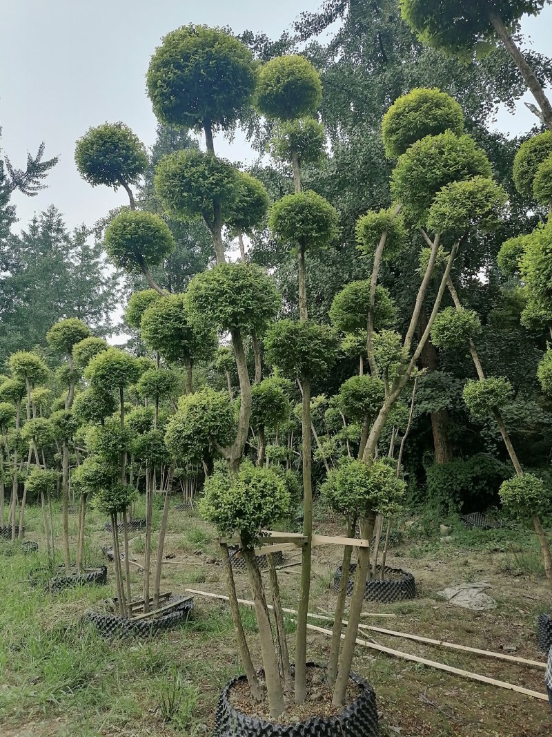 亮晶女贞棒棒糖批发，亮晶女贞袋苗基地，亮晶女贞造型