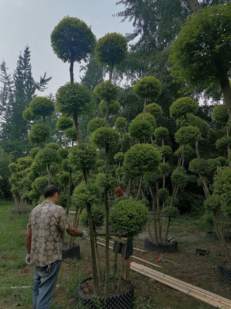亮晶女贞棒棒糖批发，亮晶女贞袋苗基地，亮晶女贞造型