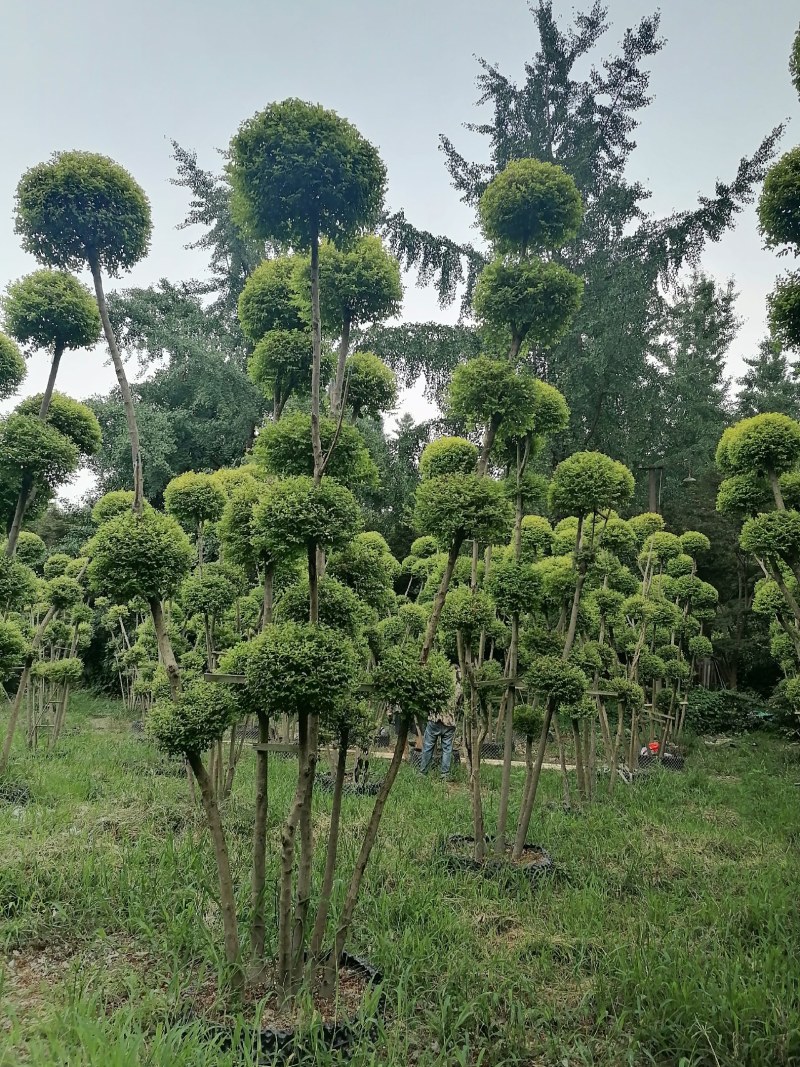 亮晶女贞棒棒糖批发，亮晶女贞袋苗基地，亮晶女贞造型