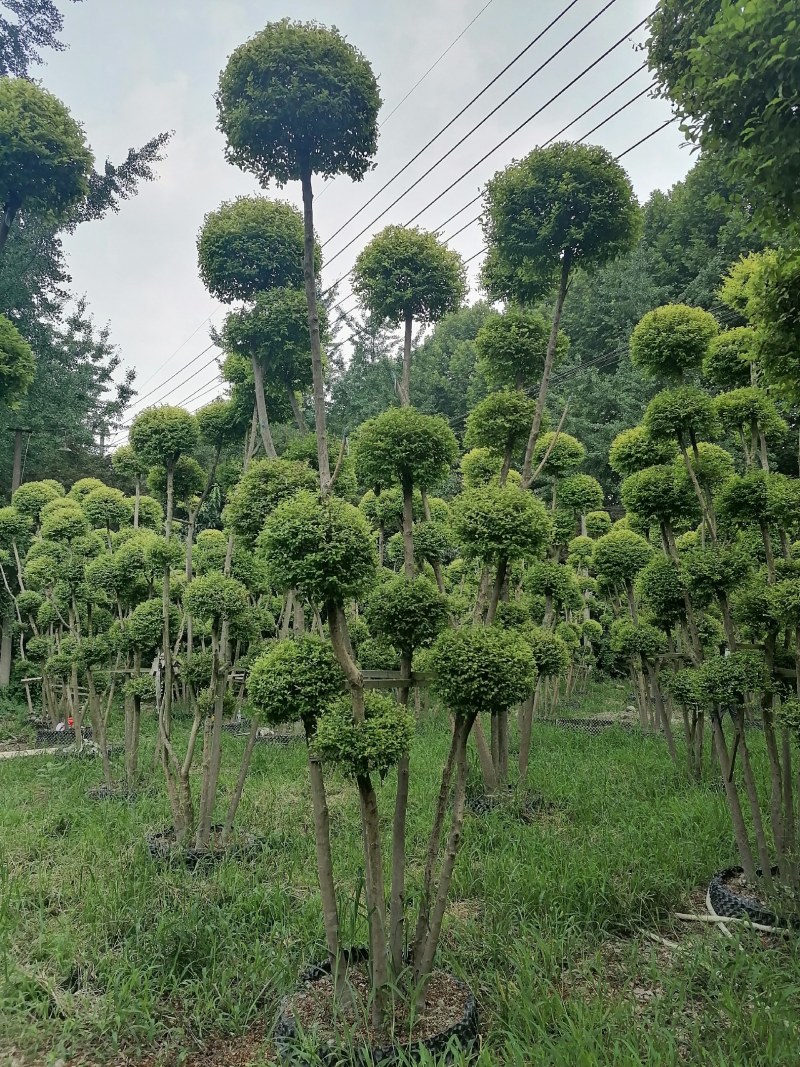 亮晶女贞棒棒糖批发，亮晶女贞袋苗基地，亮晶女贞造型