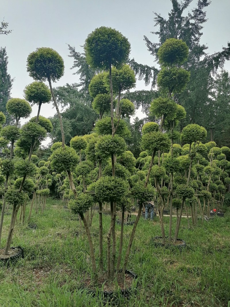 亮晶女贞棒棒糖批发，亮晶女贞袋苗基地，亮晶女贞造型