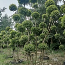 亮晶女贞棒棒糖批发，亮晶女贞袋苗基地，亮晶女贞造型