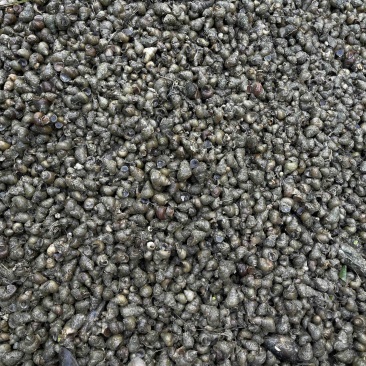 大量食用螺现货供应