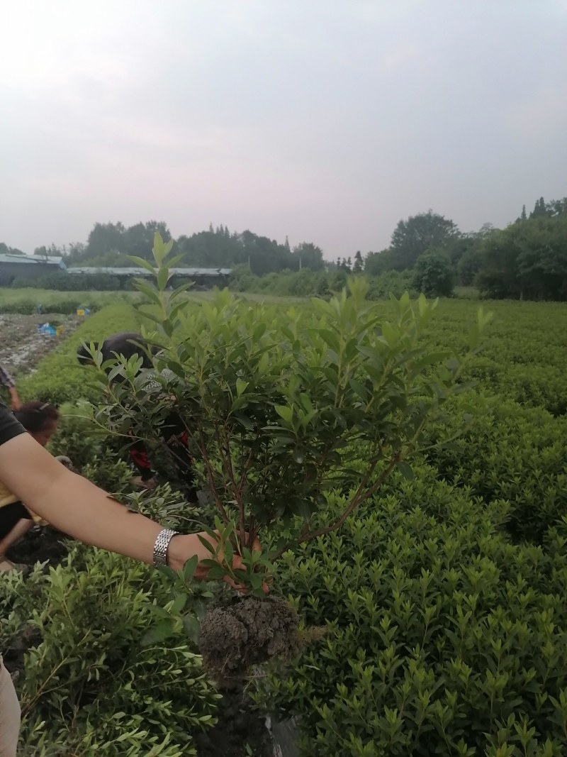 毛鹃地笼子货，30—49高毛鹃工程苗，毛鹃批发价格