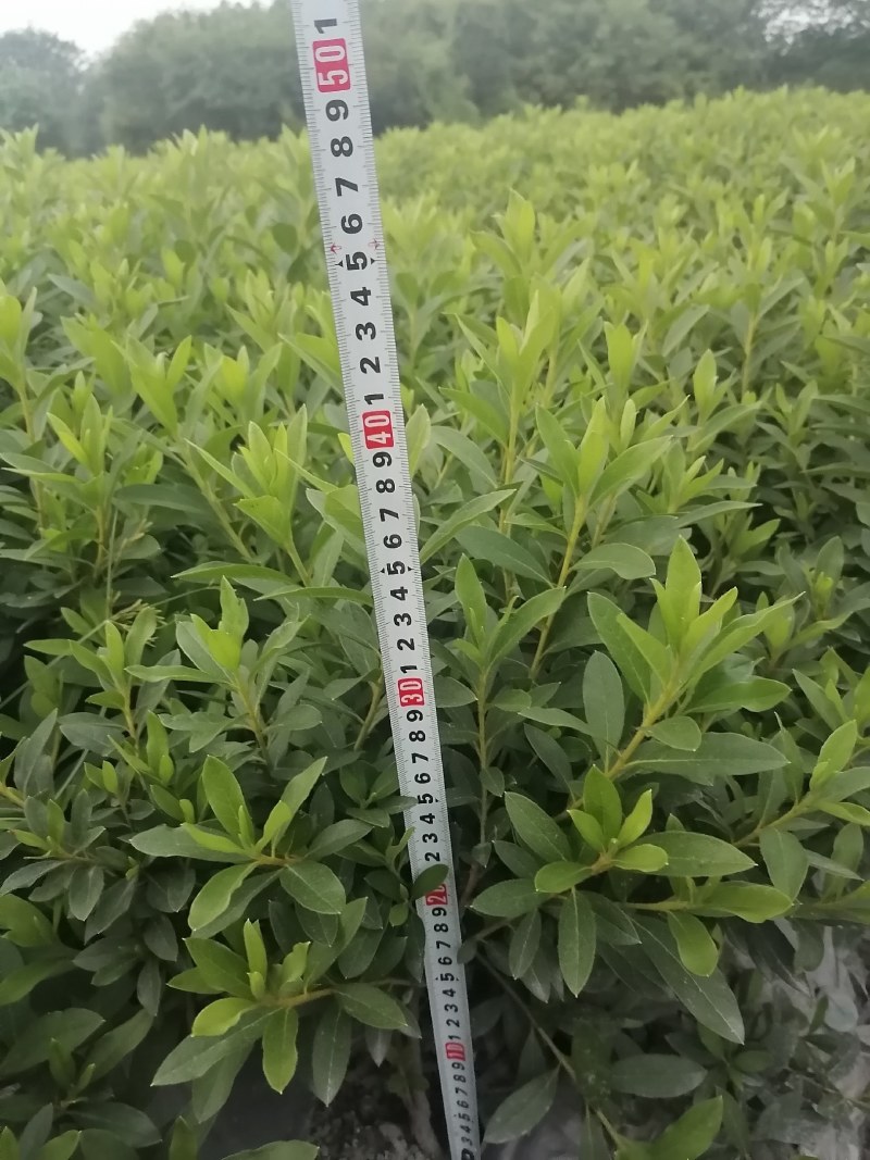毛鹃地笼子货，30—49高毛鹃工程苗，毛鹃批发价格