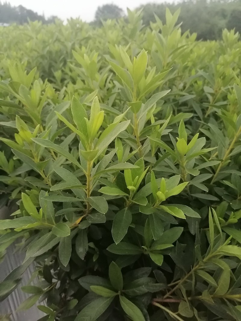 毛鹃地笼子货，30—49高毛鹃工程苗，毛鹃批发价格