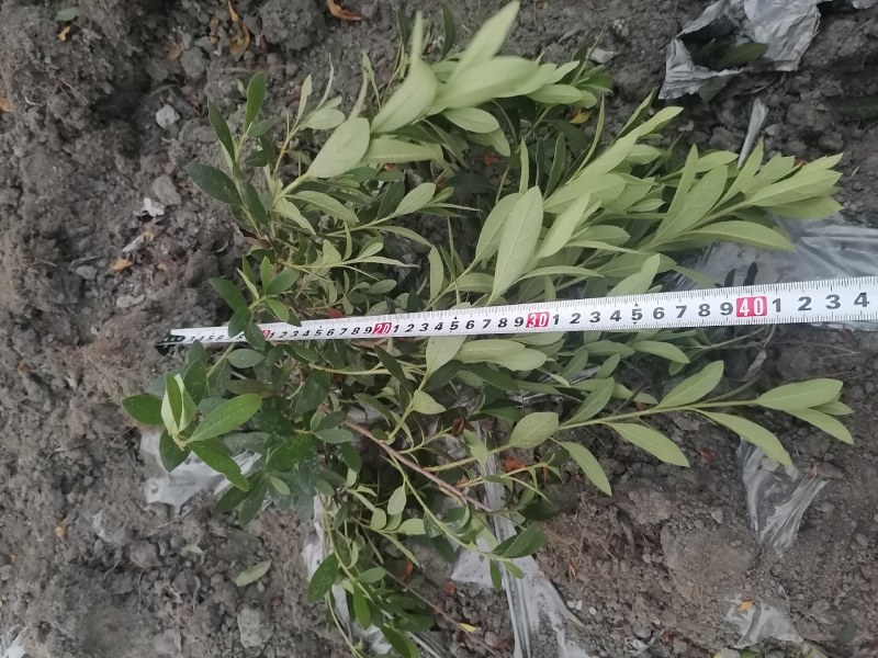 毛鹃地笼子货，30—49高毛鹃工程苗，毛鹃批发价格