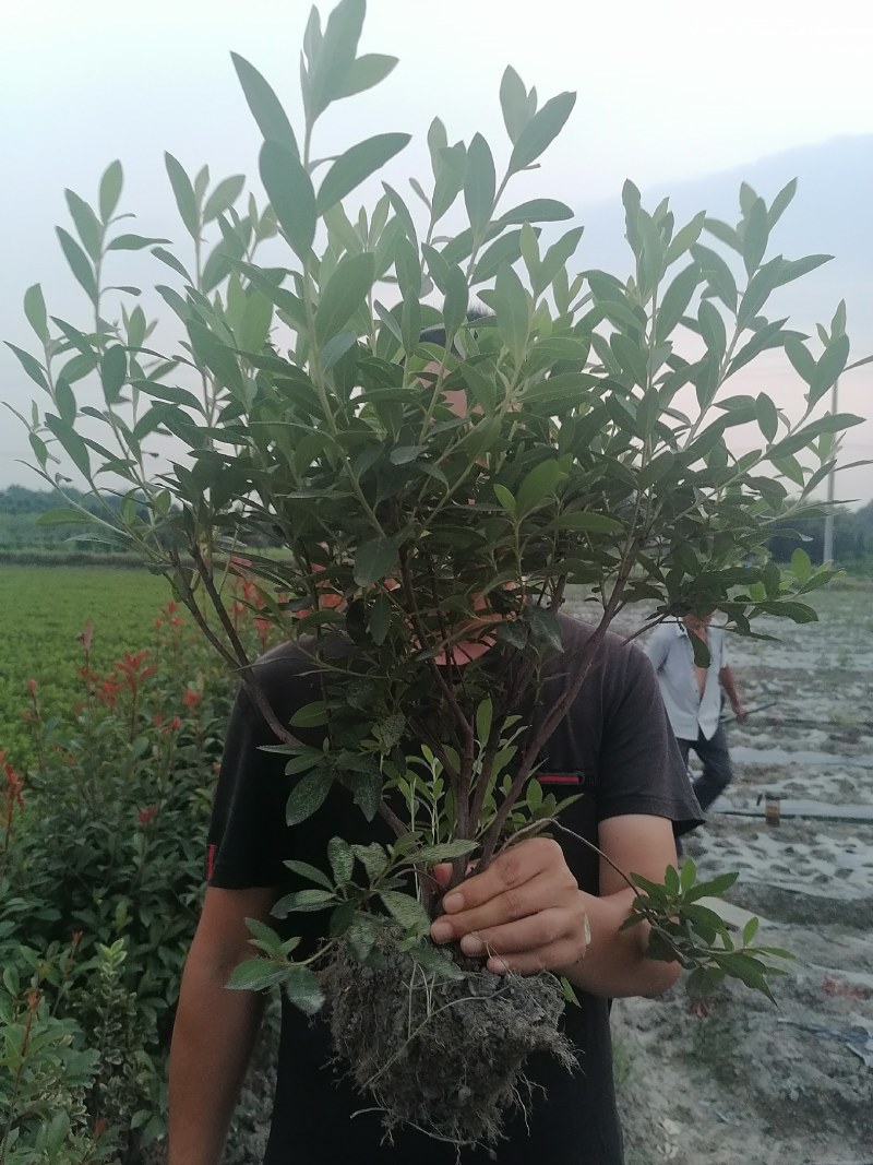 毛鹃地笼子货，30—49高毛鹃工程苗，毛鹃批发价格