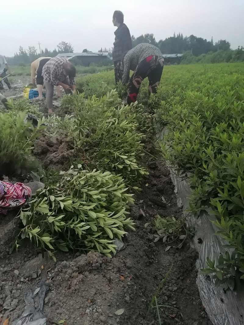 毛鹃地笼子货，30—49高毛鹃工程苗，毛鹃批发价格