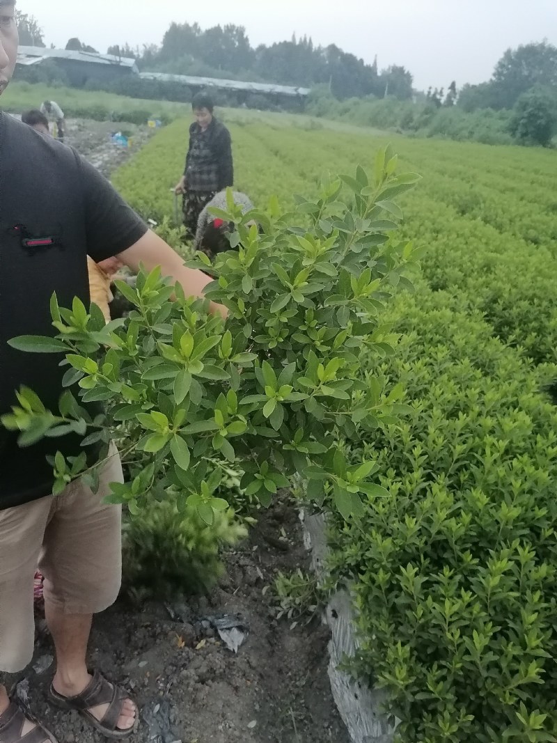 毛鹃地笼子货，30—49高毛鹃工程苗，毛鹃批发价格