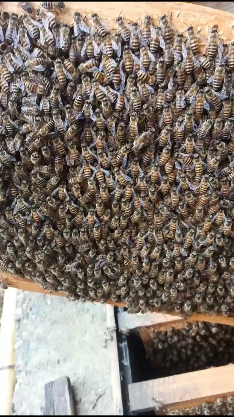 中蜂群，自然繁殖，非白糖饲喂的无虫无病的健康蜂群。