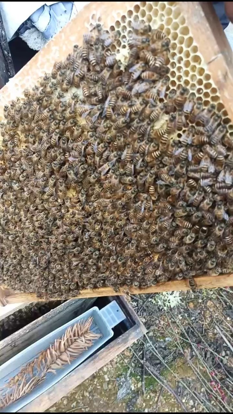 中蜂群，自然繁殖，非白糖饲喂的无虫无病的健康蜂群。