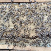 中蜂群，自然繁殖，非白糖饲喂的无虫无病的健康蜂群。