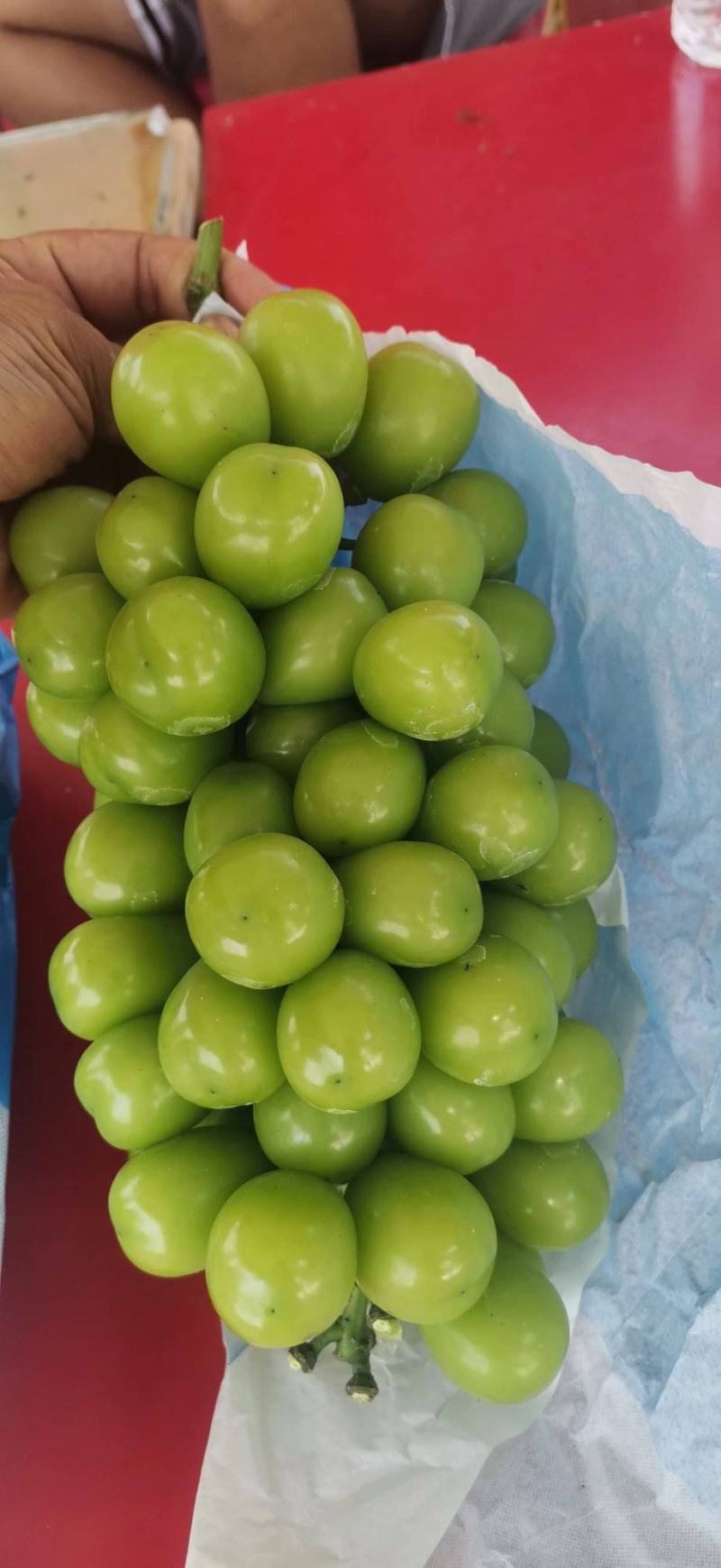 【精品】安徽砀山阳光玫瑰葡萄大量有货，需要联系我。