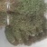 云南野生半枝莲