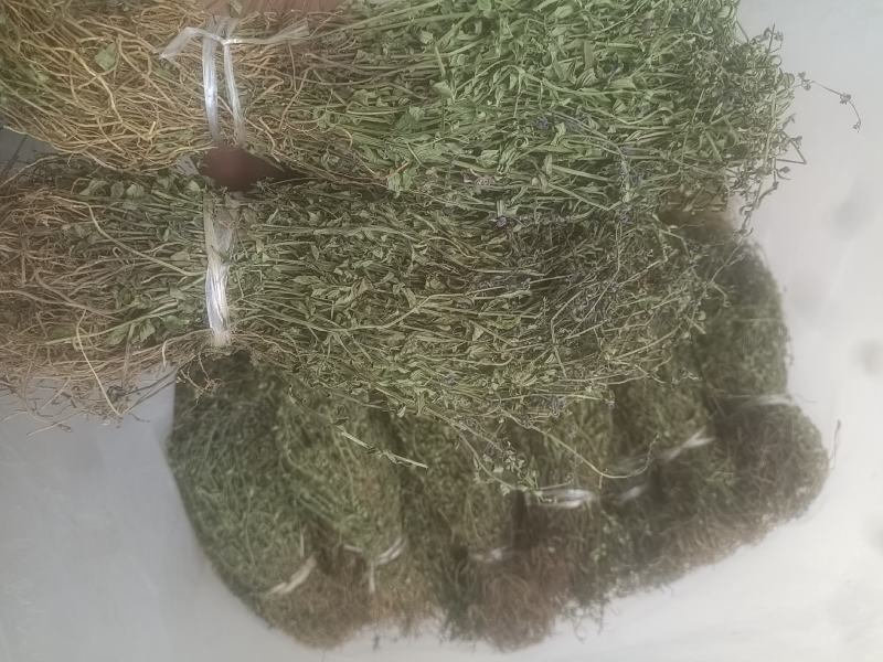云南野生半枝莲
