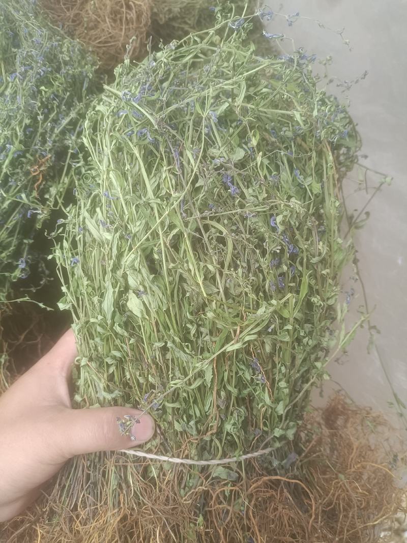 云南野生半枝莲