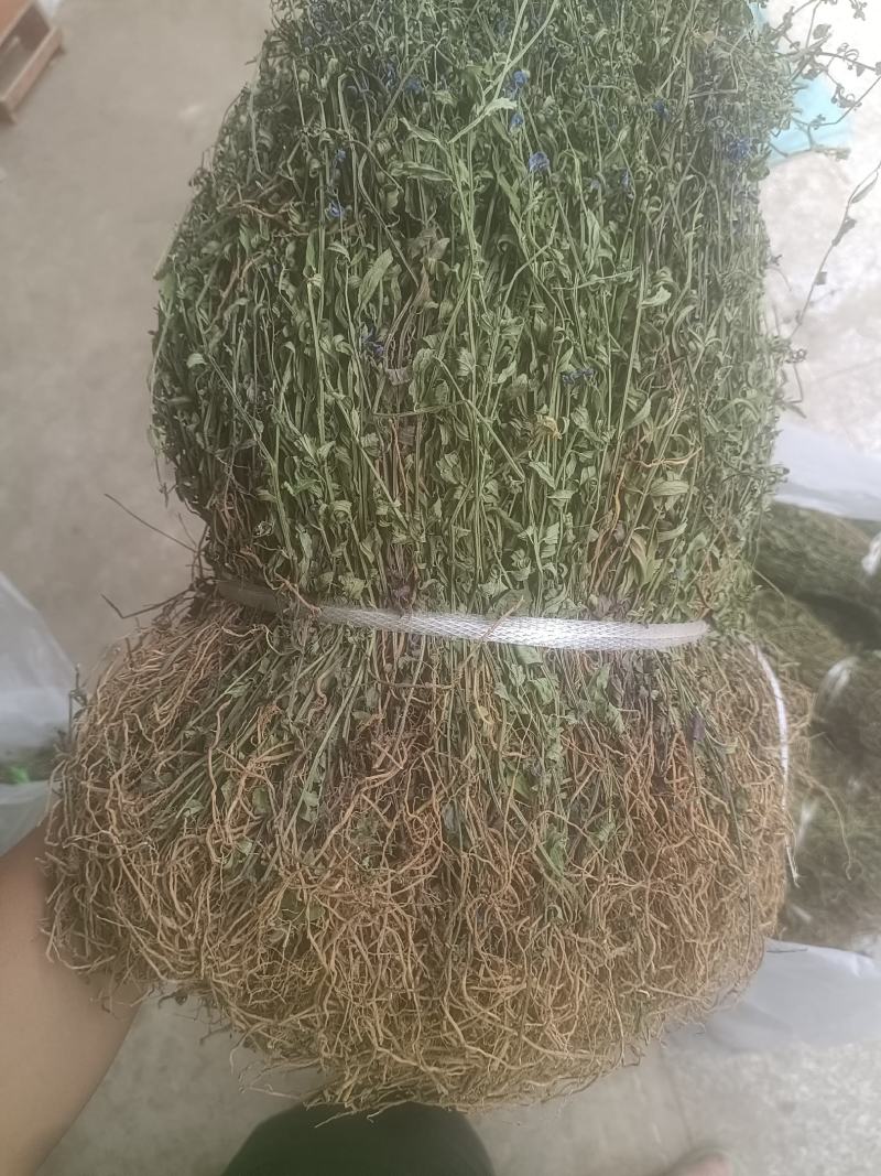 云南野生半枝莲