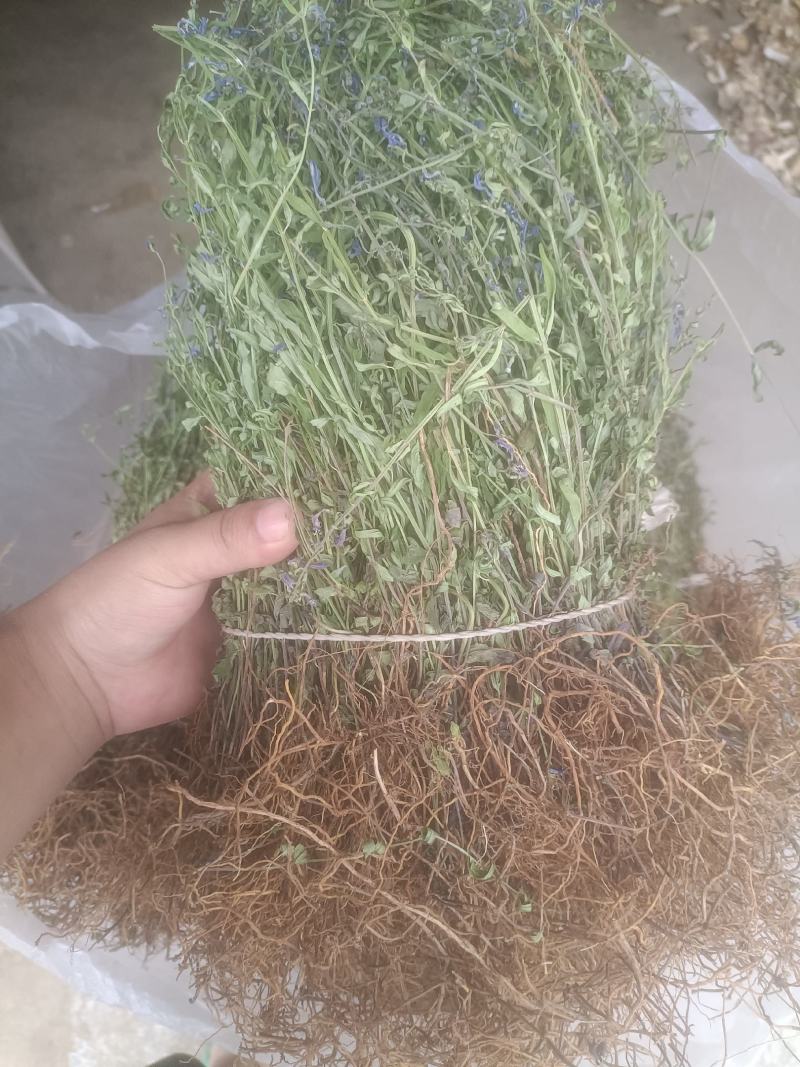 云南野生半枝莲