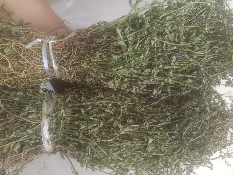 云南野生半枝莲