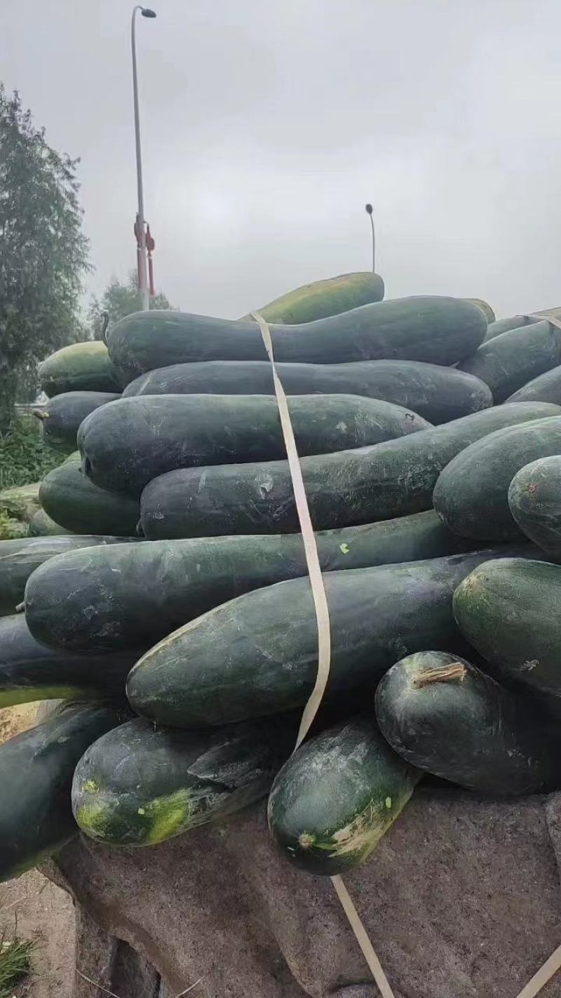 黑皮冬瓜